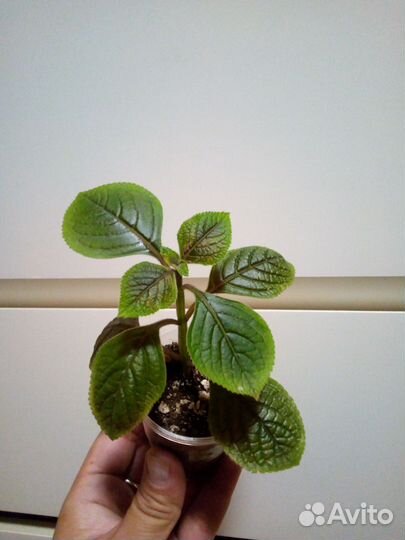 Разные комнатные растения