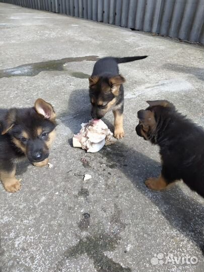 Щенки немецкой овчарки