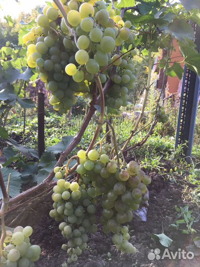 Саженцы ранних сортов винограда