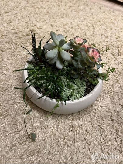 Флорариум из суккулентов