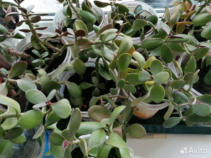 Денежное дерево действительно приносит богатство