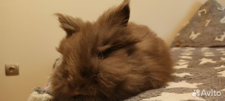 Декоративные кролики