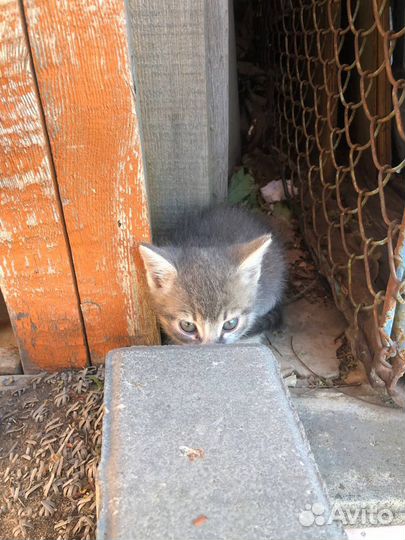Котята в добрые руки