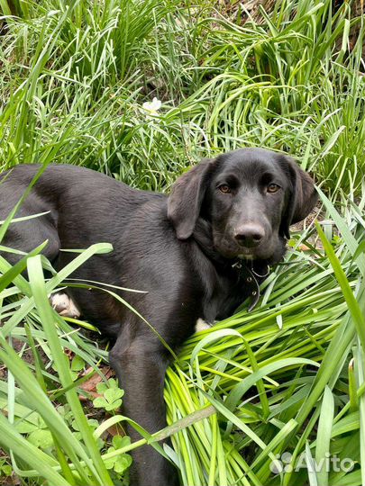 Собака в добрые руки