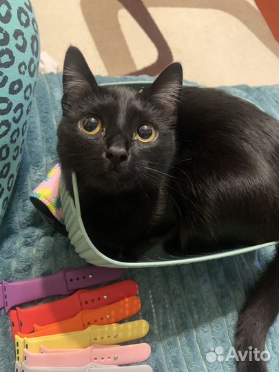 Кошка в дар бесплатно