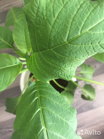 Авокадо,растение