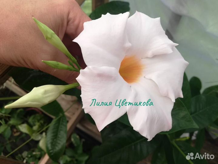 Комнатные растения