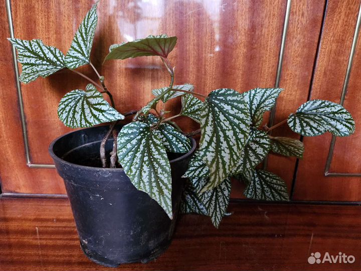 Комнатные растения