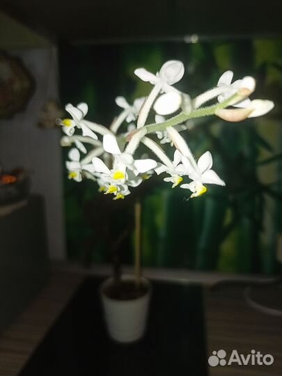 Орхидея лудизия, спатифиллум