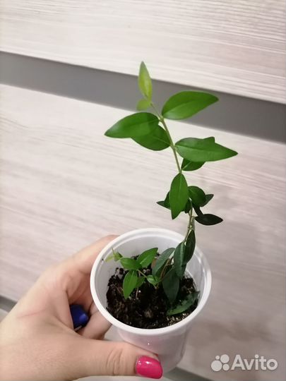 Продам цветы комнатные