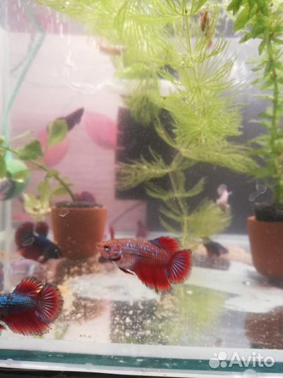 Аквариумные рыбки петушок