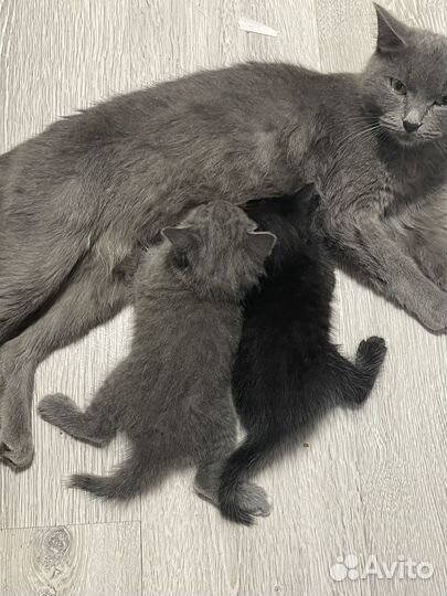 Мама британка