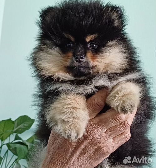 Щенки немецкого шпица