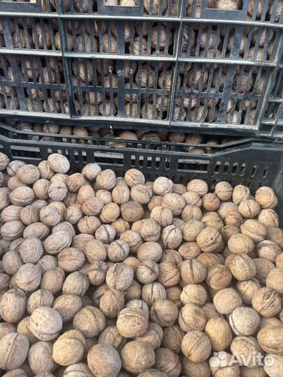 Грецкий орех