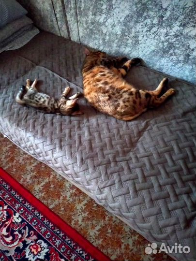 Бенгальский котёнок