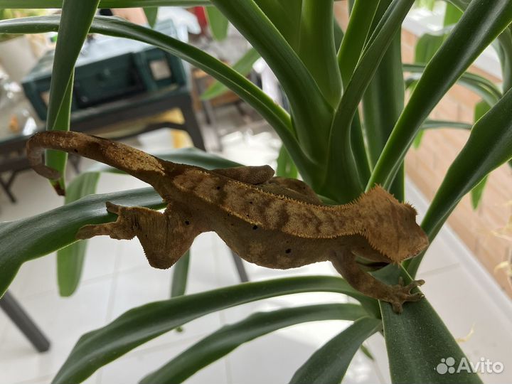 Реснитчатый бананоед