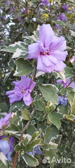 Саженцы махрового гибискуса