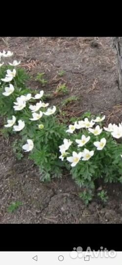 Рассада многолетних цветов