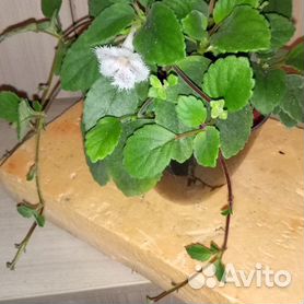 Episcia - Эписция, культивирование