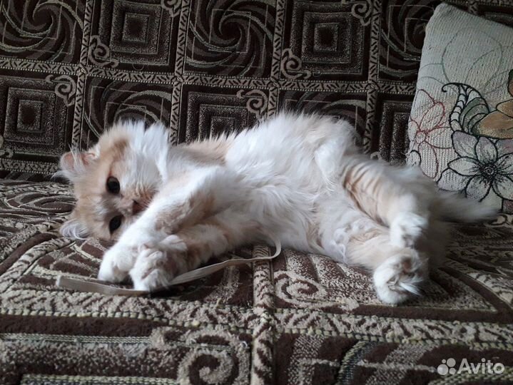 Кошка осталась без хозяйки