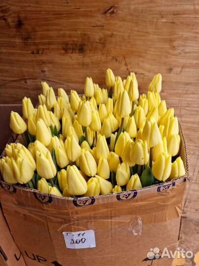 Тюльпаны оптом