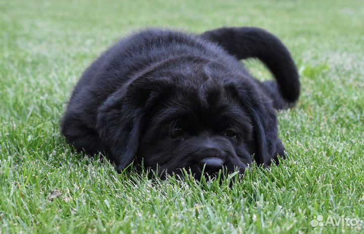 Черный кобель