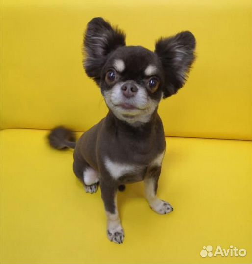 Стрижка животных