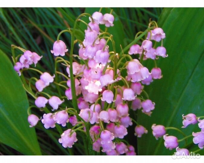 Ландыш майский Rosea