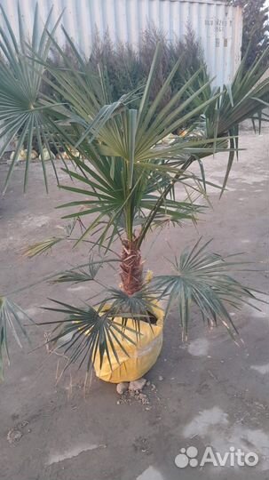 Пальма веерная