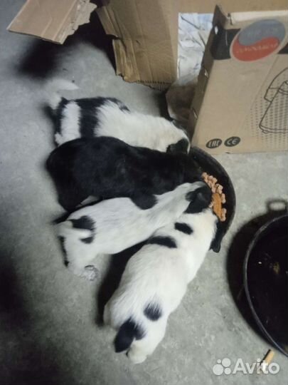 Щеночки маленькие