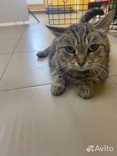 Короткошерстная