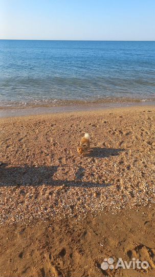 Немецкий шпиц