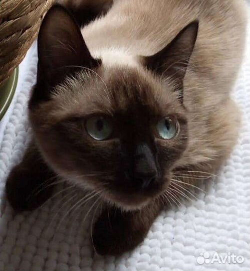 Сиамский котик