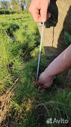 Саженцы ели европейской окс от производителя