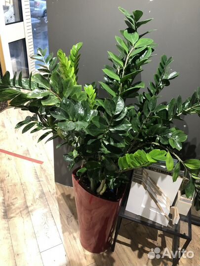 Замиокулькас