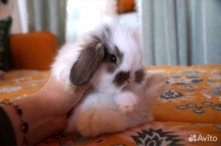 Декоративные кролики карликовые минилопы