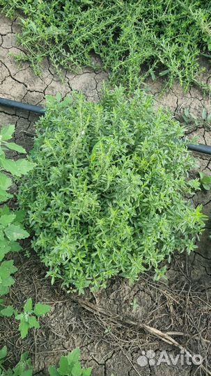 Декоративные растения