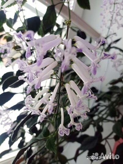 Плектрантус Мона Лавендер