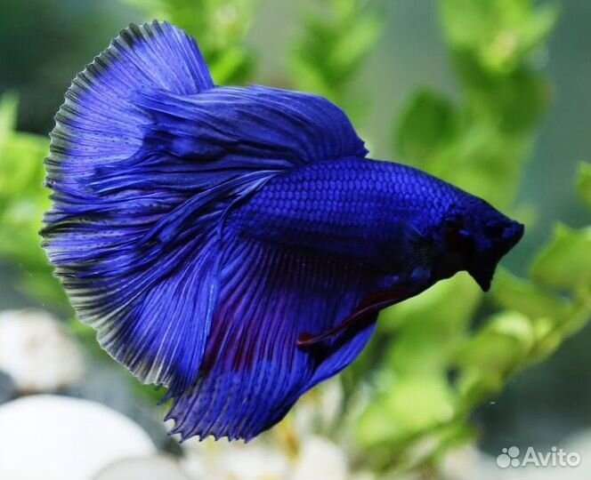 Петушок Халф Мун Синий