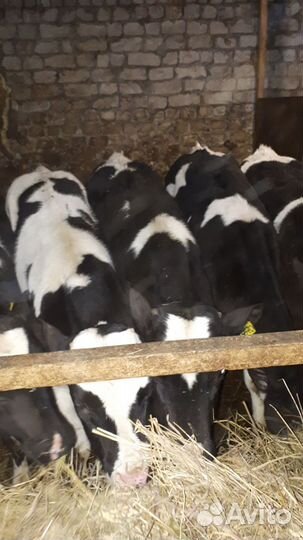 Бычки. Большое нагаткино