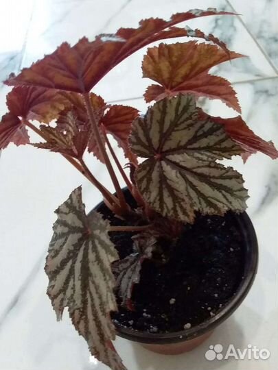 Бегония грифон