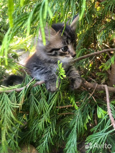 Котята в добрые руки бесплатно