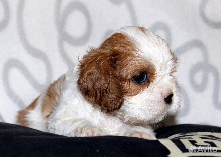 Малыши-карапузики, спаниельки