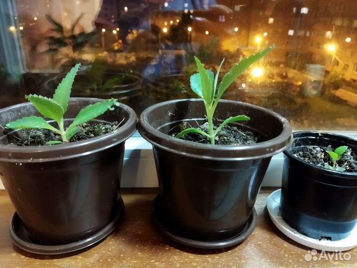 Каланхоэ лечебное