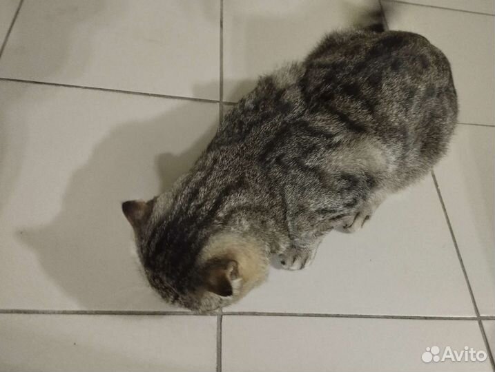 Кот, осмотренный приучен к лотку. Котик ищет дом