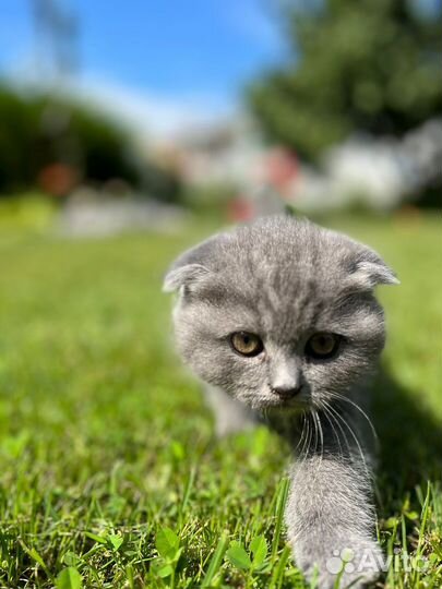 Шотландские вислоухие котята