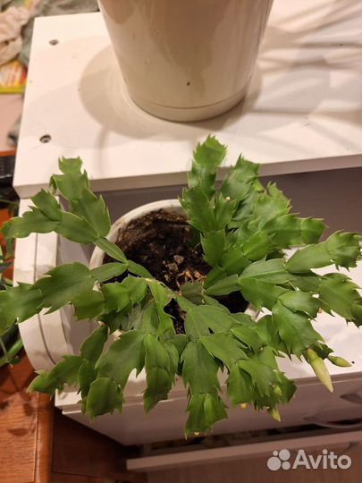 Декабрист белый