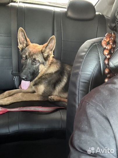 Немецкая овчарка