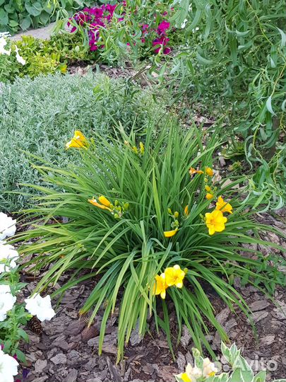 Лилейники сортовые Стелла де Оро