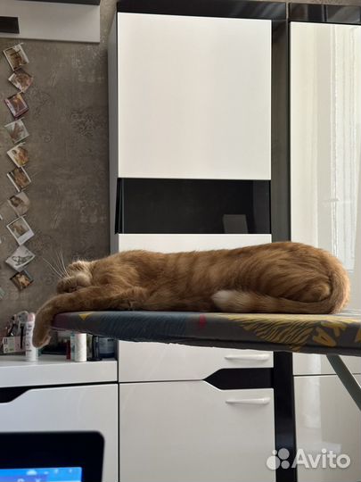 Кошки бесплатно